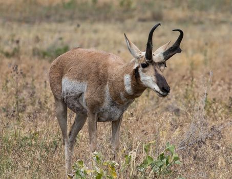 Pronghorn antelope in Montana.