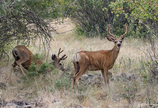 Two bucks in the National Bison Range in Montana.