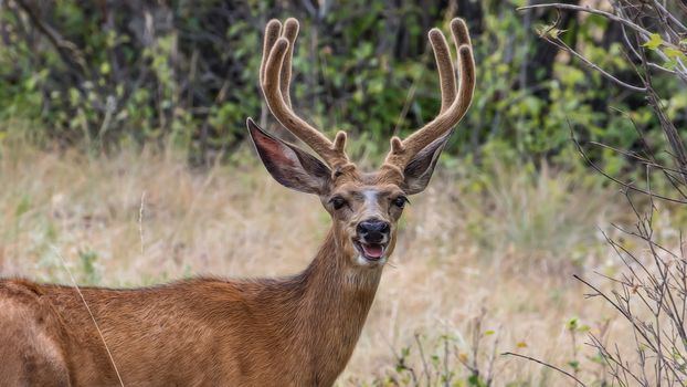 Large buck in the National Bison Range in Montana.