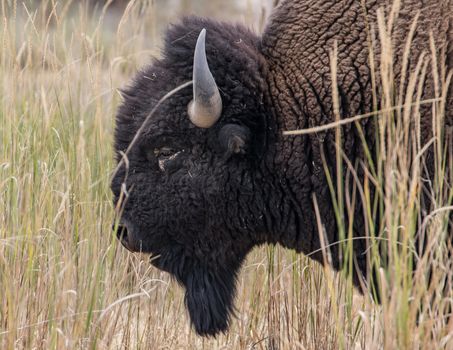 Bison, National Bison Range, Montana.
