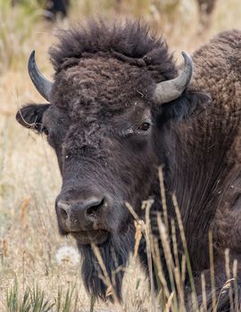 Bison, National Bison Range, Montana.
