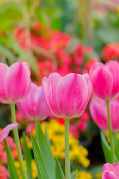 Tulip. Beautiful bouquet of tulips. colorful tulips. tulips in spring,colourful tulip