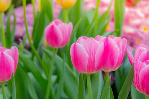 Tulip. Beautiful bouquet of tulips. colorful tulips. tulips in spring,colourful tulip