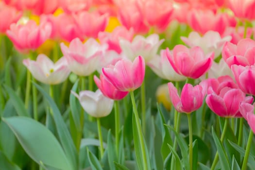 Tulip. Beautiful bouquet of tulips. colorful tulips. tulips in spring,colourful tulip