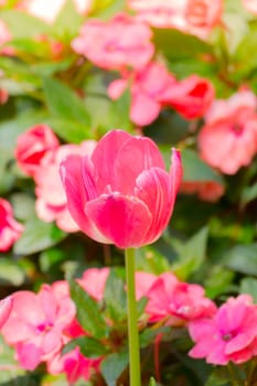 Tulip. Beautiful bouquet of tulips. colorful tulips. tulips in spring,colourful tulip