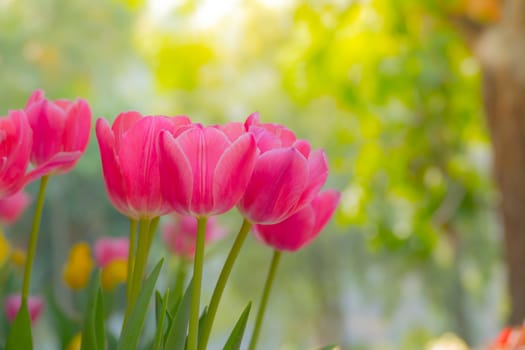 Tulip. Beautiful bouquet of tulips. colorful tulips. tulips in spring,colourful tulip