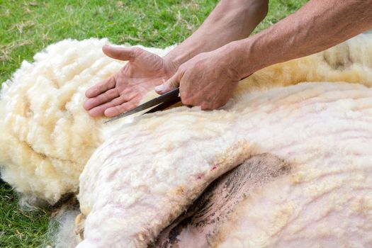 Hands of man sheaving wool from sheep with scissors