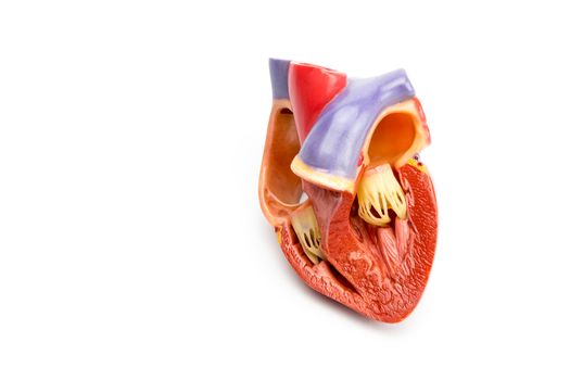 Inside synthetic model of opened human heart isolated on white background