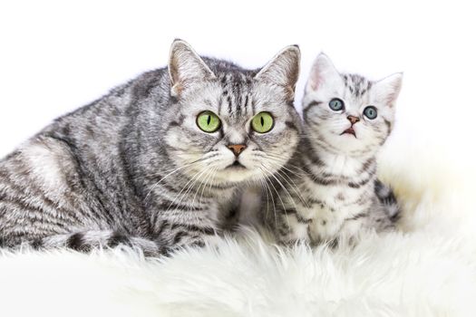 Mother british shorthair silver tabby cat sitting with young kitten isolated on white background