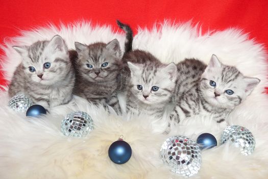 Row of young british short hair black silver tabby spotted kittens lying on sheep skin with christmas baubles