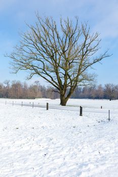 Landscape with snow in winter  bare oak tree and blue sky