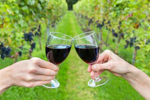 Male and female hand toasting with red wine in path of vineyard with rows of grape plants