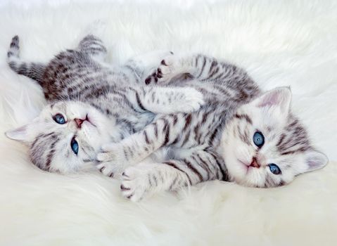 Two young british shorthair black silver tabby spotted kittens lying on sheep skin playing together