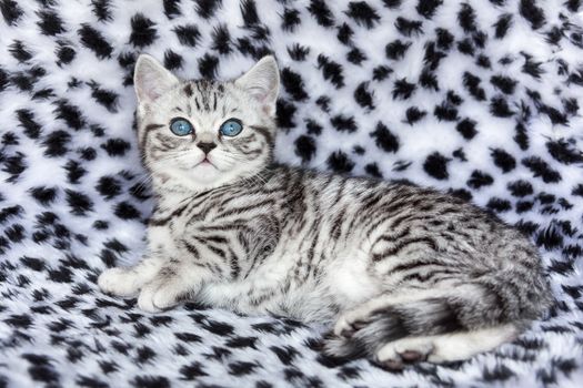 Youn black silver tabby spotted cat  lying on black and white fur