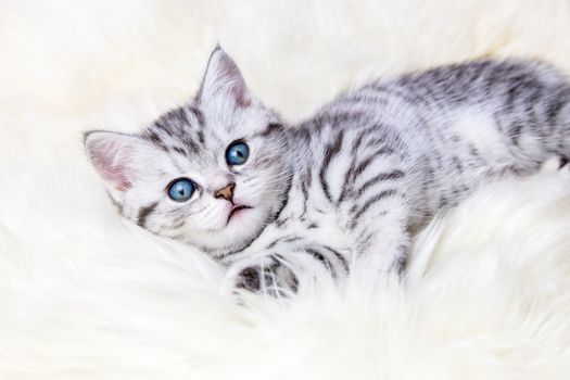 Young silver tabby spotted kitten lying lazy on sheep skin