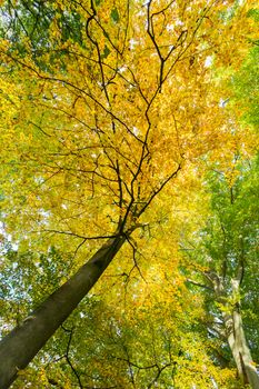 Yellow leaves of tree with trunk in autumn season