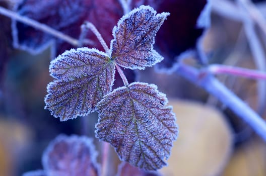 frozen autumn leafs- abstract natural background