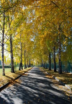 Alley in Kiev Botanical garden in the fall. Ukraine