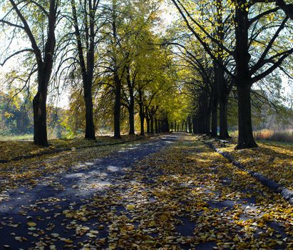 Linden alley in Kiev Botanical garden in the fall. Ukraine