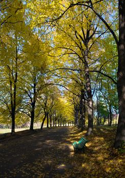 Linden alley in Kiev Botanical garden in the fall. Ukraine