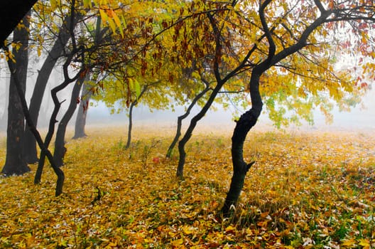 Collection of Beautiful Colorful Autumn Leaves / green, yellow, orange, red