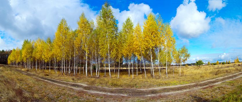 Pathway through the autumn forest