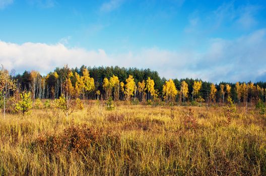 Collection of Beautiful Colorful Autumn Leaves / green, yellow, orange, red