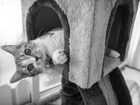 cute cat in black and white style