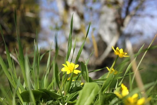 The first spring flower in a grass against a birch