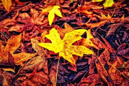 beautiful maple leaves in autumn at the park