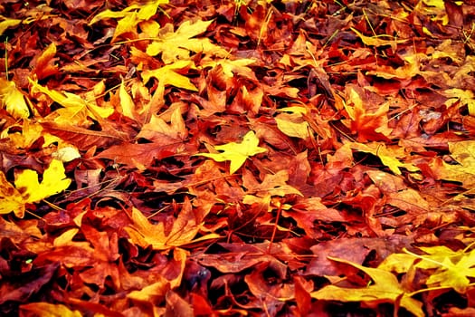 beautiful maple leaves at the park in autumn