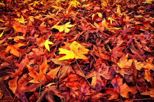 maple leaves on the ground at the park in autumn