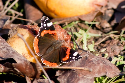Admiral butterfly (Vanessa Atalanta) in the autumn garden.