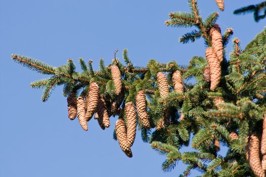 Mature pine cones hanging on the branch.