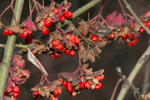 In late summer they reach the spindle (Euonymus europaeus) core.