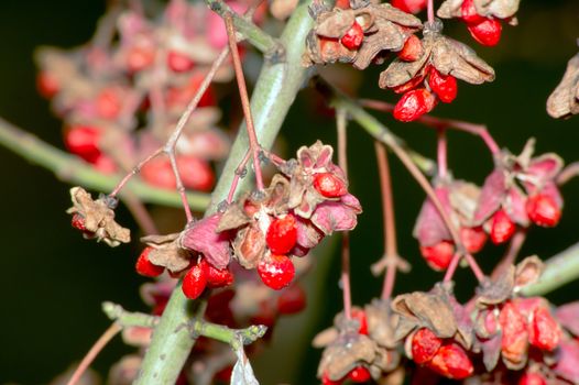 In late summer they reach the spindle (Euonymus europaeus) core.