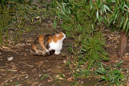 The cat hunts birds among the bushes garden.