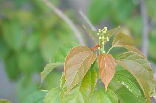 Purging Croton or Croton tiglium Linn with new leaves sprout.