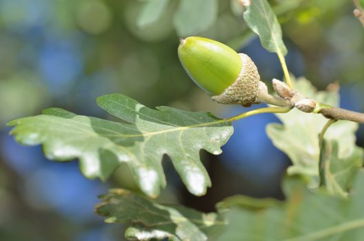 Oak branch with green acorn in forest