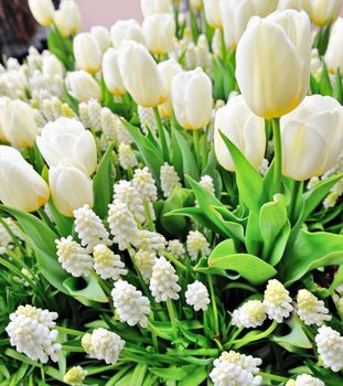 white tulips and muscari in the spring time