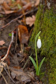 Snowdrops in a forest in spring time