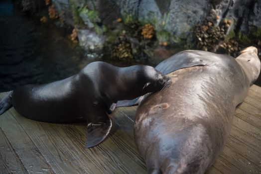 Earless seal breastfeed her puppy