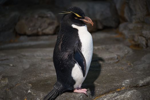 Close up of Rockhopper penguins ,These gregarious marine birds are among the world's smallest penguins