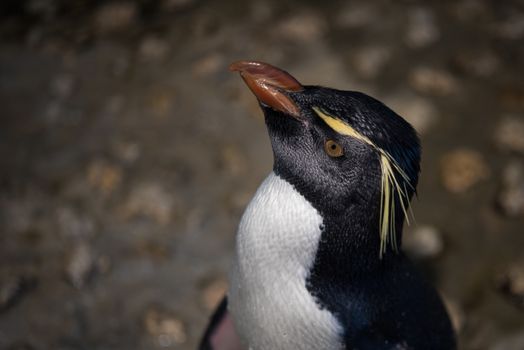 Close up of Rockhopper penguins ,These gregarious marine birds are among the world's smallest penguins