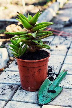 Transplant and care for house plants in spring
