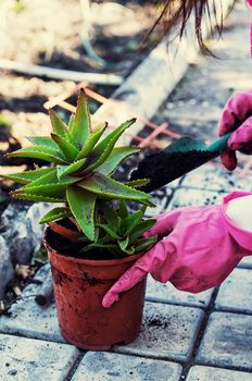 Transplant and care for house plants in spring