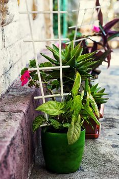 Transplant and care for house plants in spring