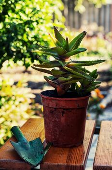 Transplant and care for house plants in spring
