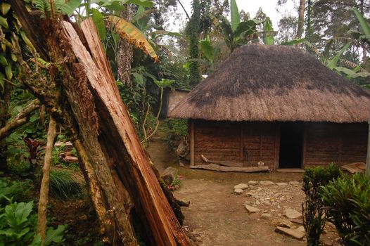 Woodpile near village house at rural area, Papua New Guinea