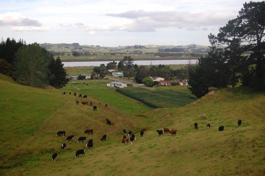 Cows at hills farm rural area, Dargaville, Northland, North Island, New Zealand